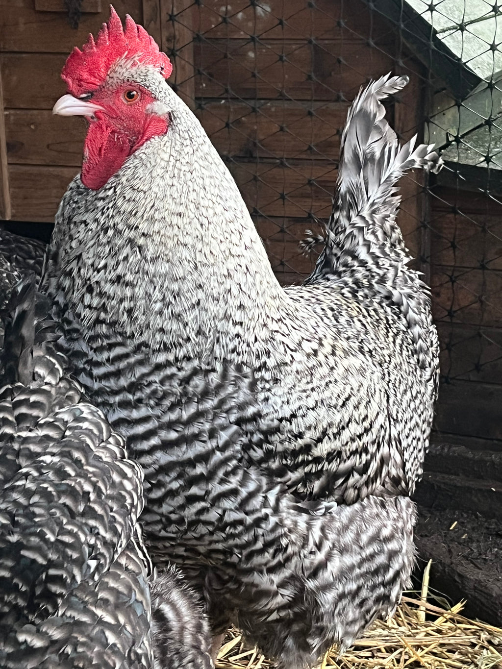 Dark Cuckoo English Marans Hatching Eggs