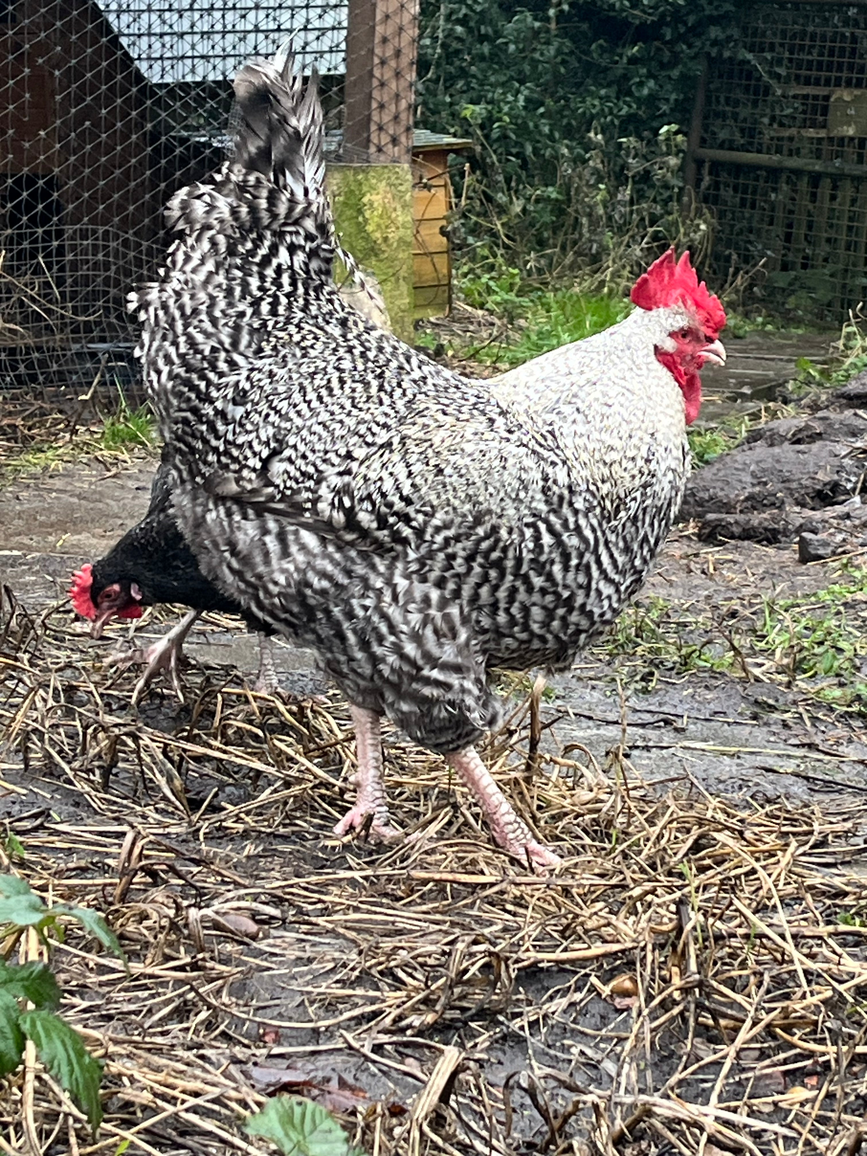 good quality and chunky looking show dark English cuckoo Marans rooster standing proudly in a field with chicken pens behind