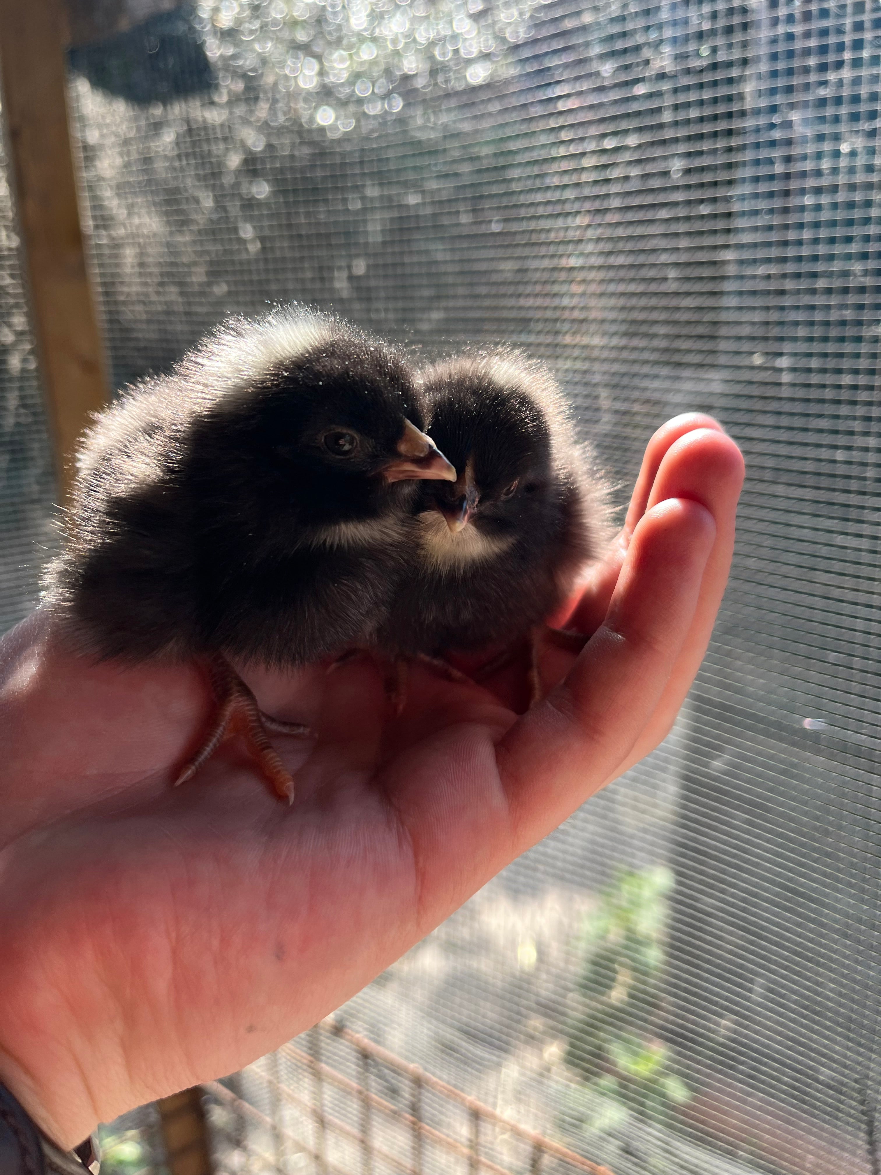 Dark cuckoo English Marans chicks what on a man’s hand, by Scully Poultry