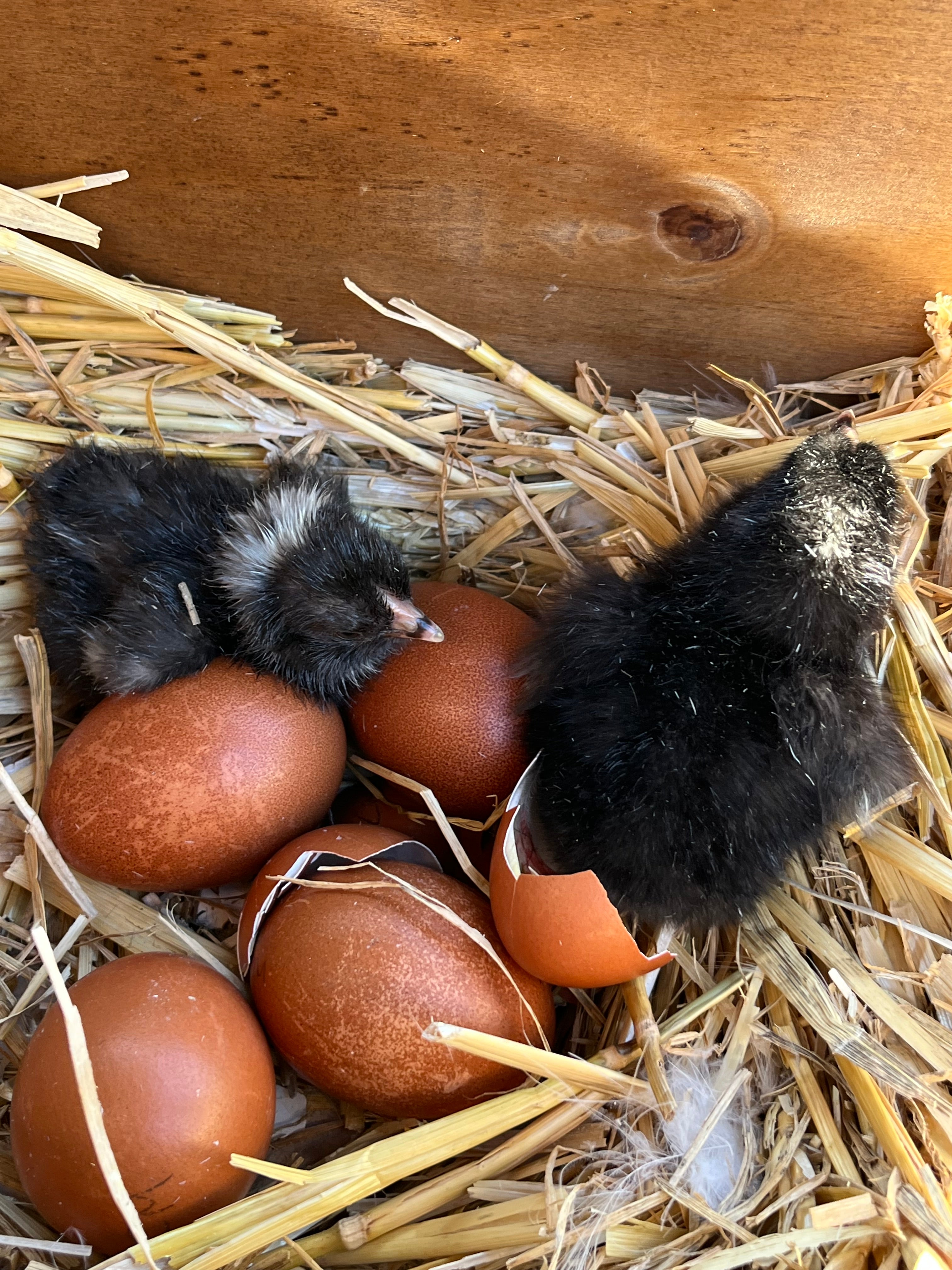 Dark cuckoo English Marans chicks with their dark brown egg shells in a nest, hatched by Scully Poultry