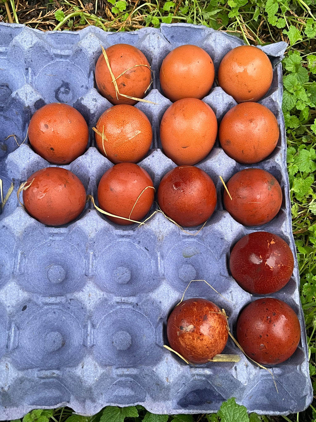 Dark Cuckoo English Marans Hatching Eggs