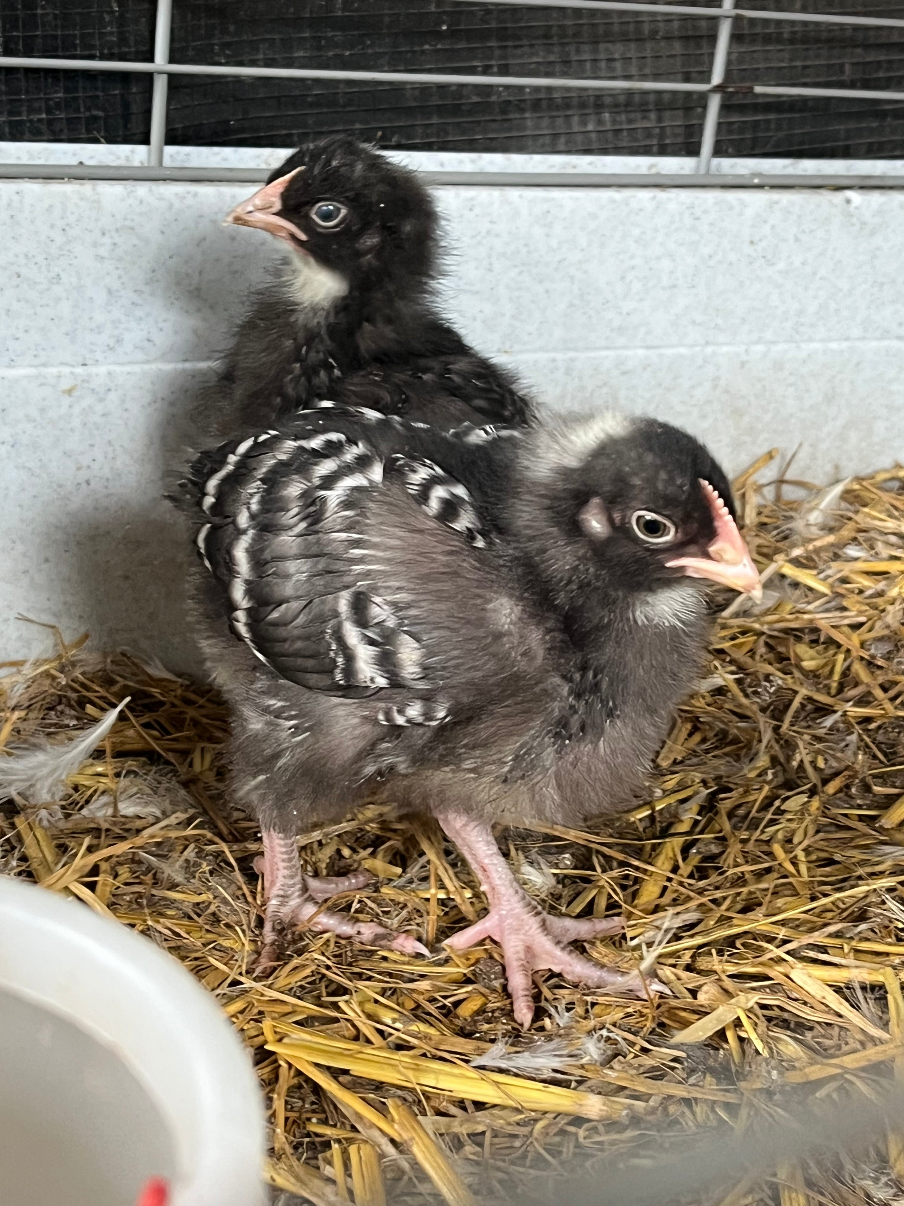 Two young dark cuckoo English Marans chickens, a lighter cockerel at the front and pullet behind.