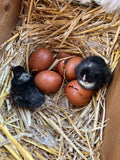 Dark cuckoo English Marans chicks with their egg shells in a nest, hatched by Scully Poultry