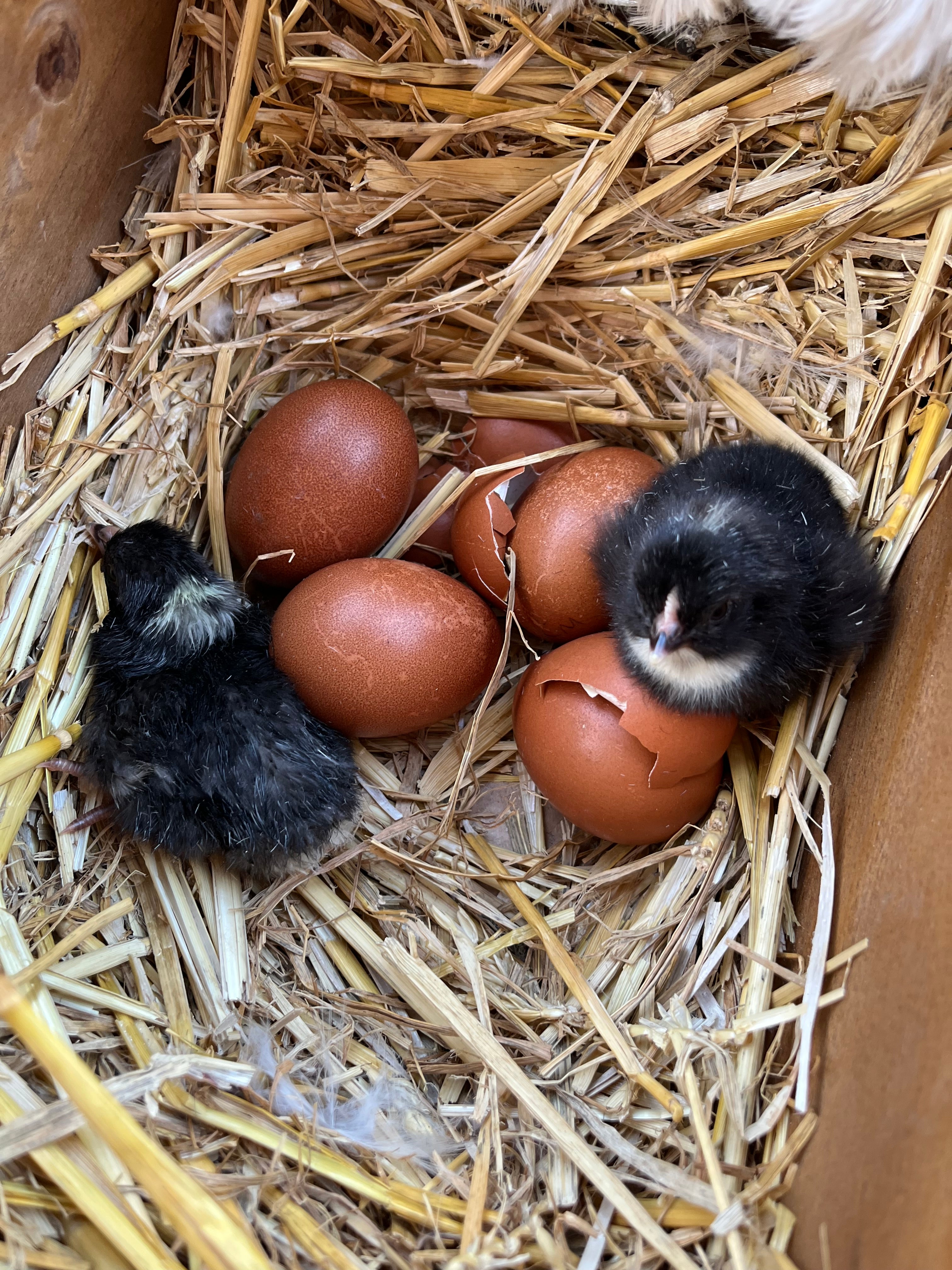 Dark cuckoo English Marans chicks with their egg shells in a nest, hatched by Scully Poultry