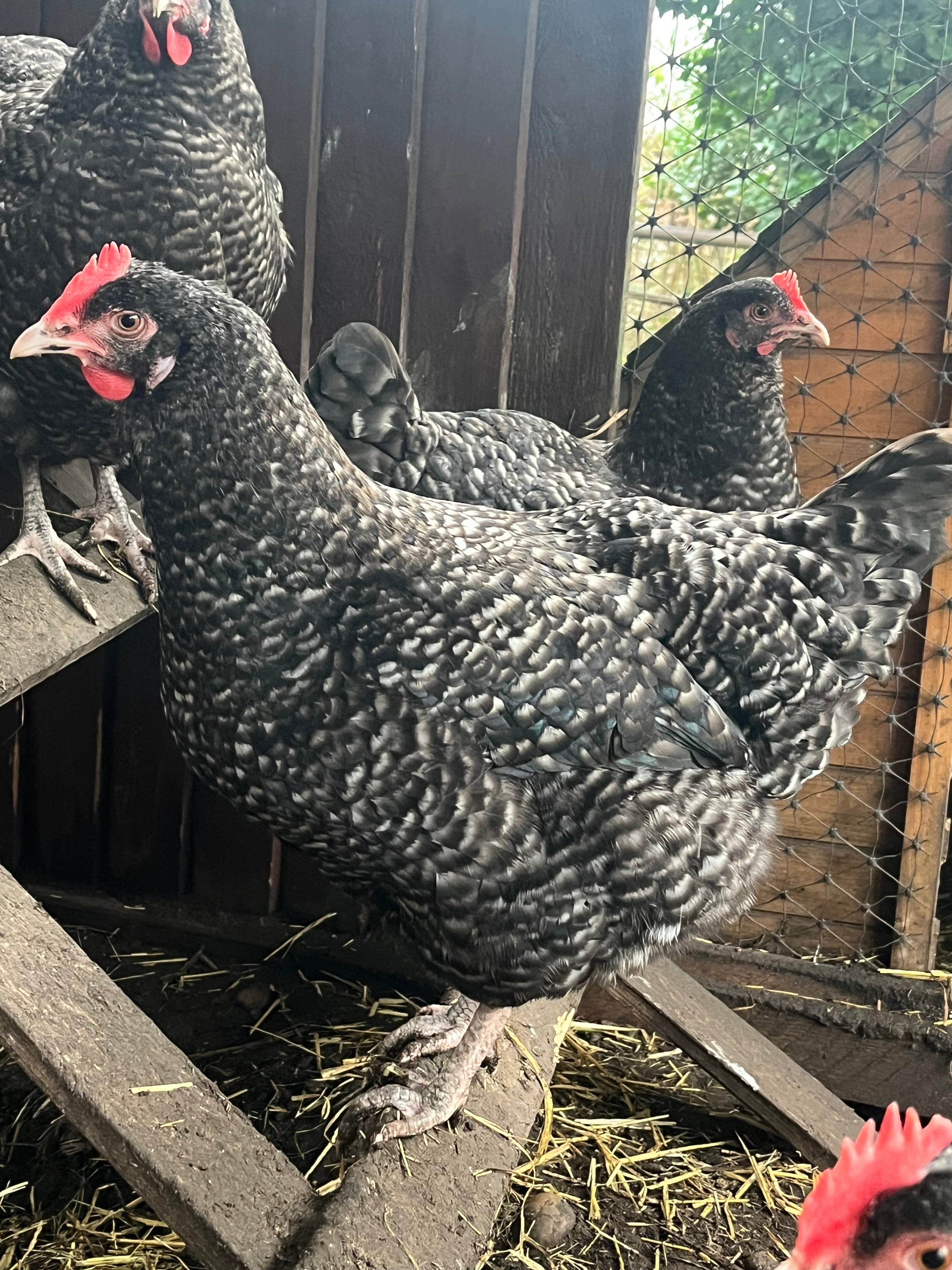 Dark cuckoo English Marans hens perching on a ladder
