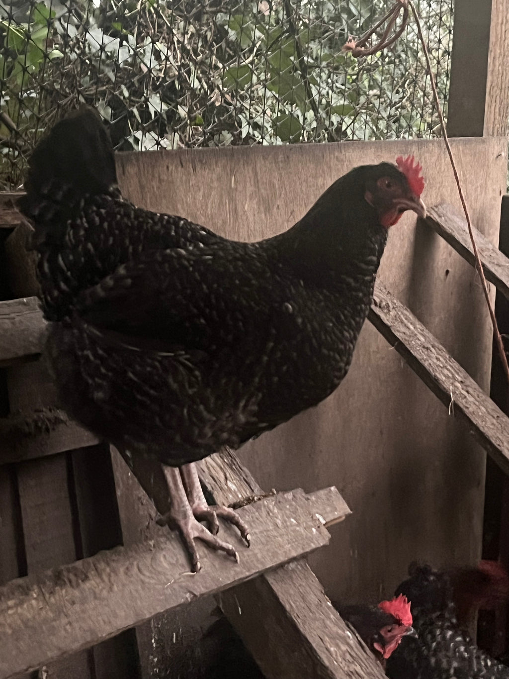 A dark cuckoo English Marans hen perching on a ladder