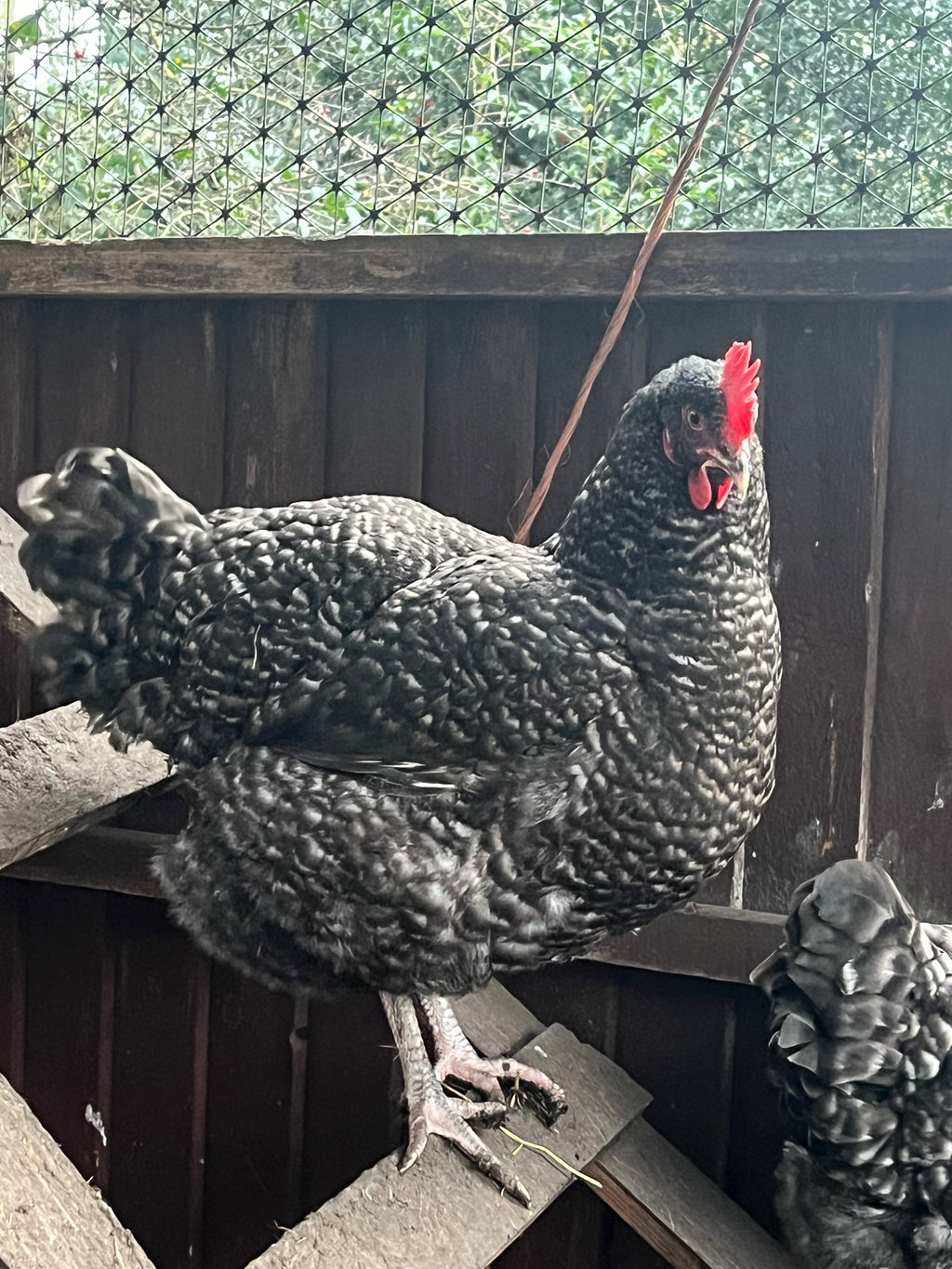 A dark cuckoo English Marans hen perching on a ladder with the tails of other in view 