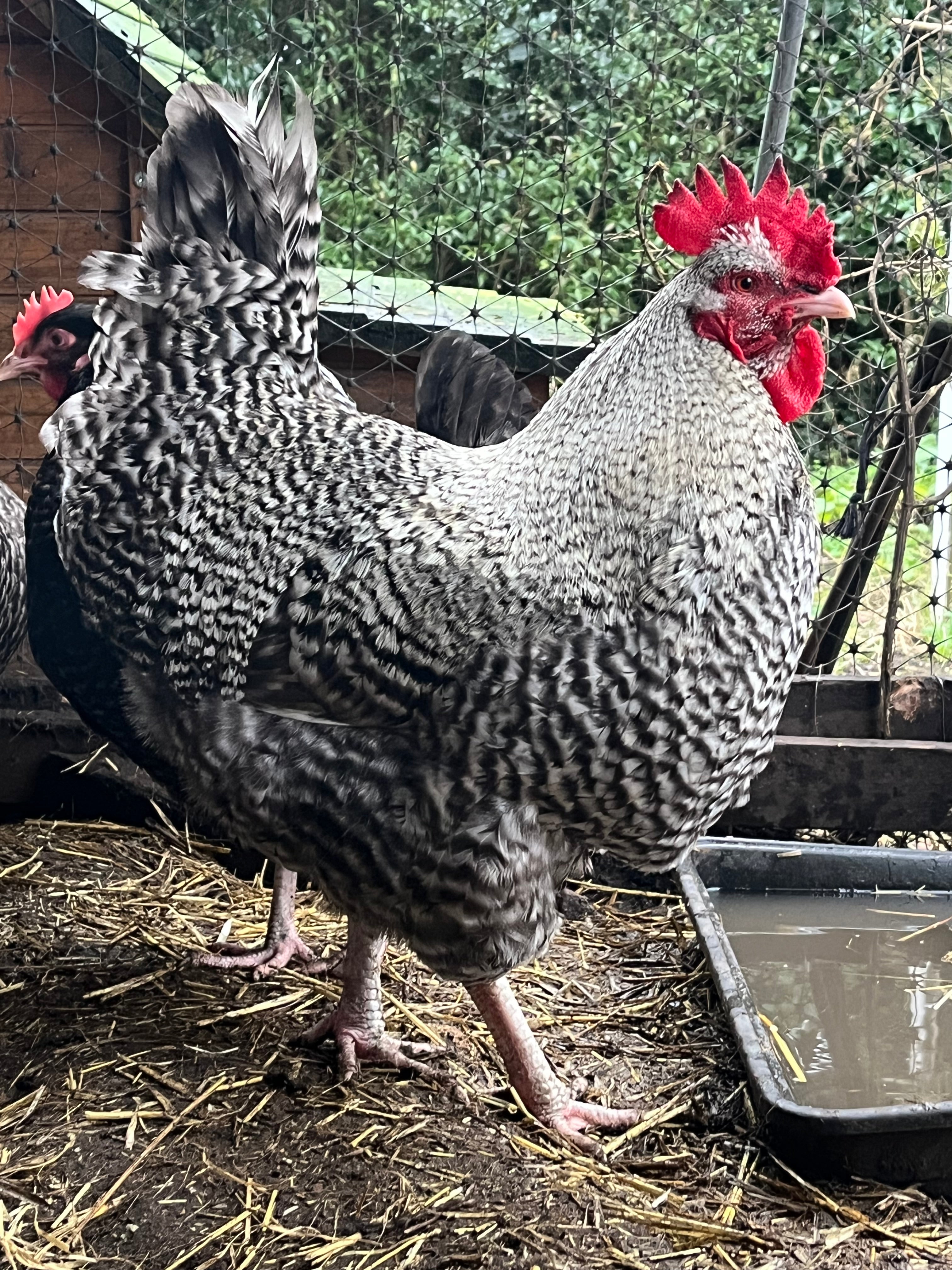 A good quality and chunky looking show dark English cuckoo Marans rooster standing proudly next to water