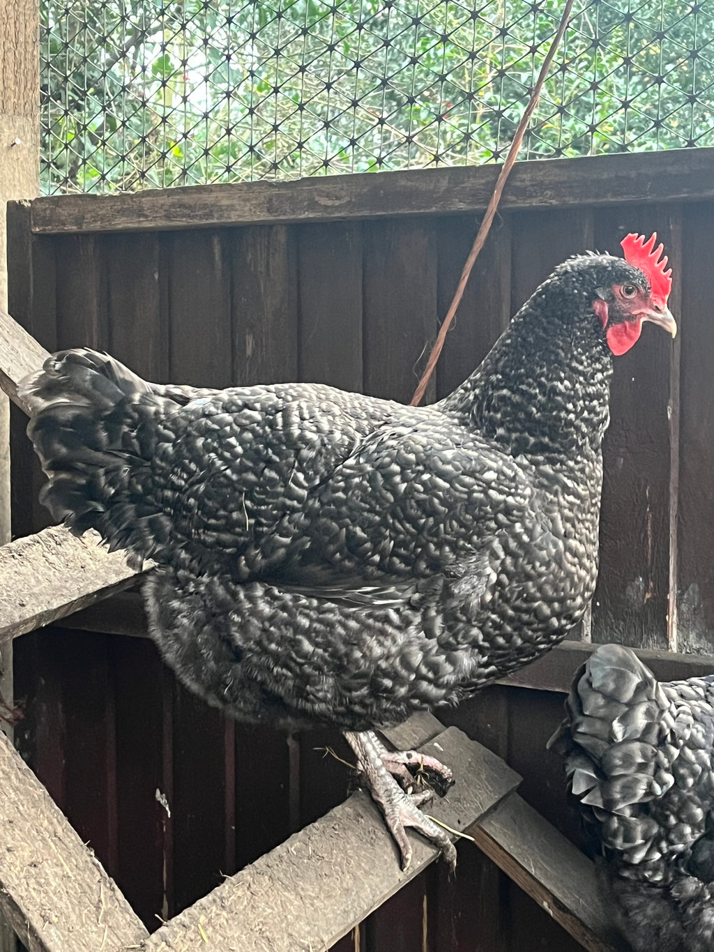 A dark cuckoo English Marans hen perching on a ladder