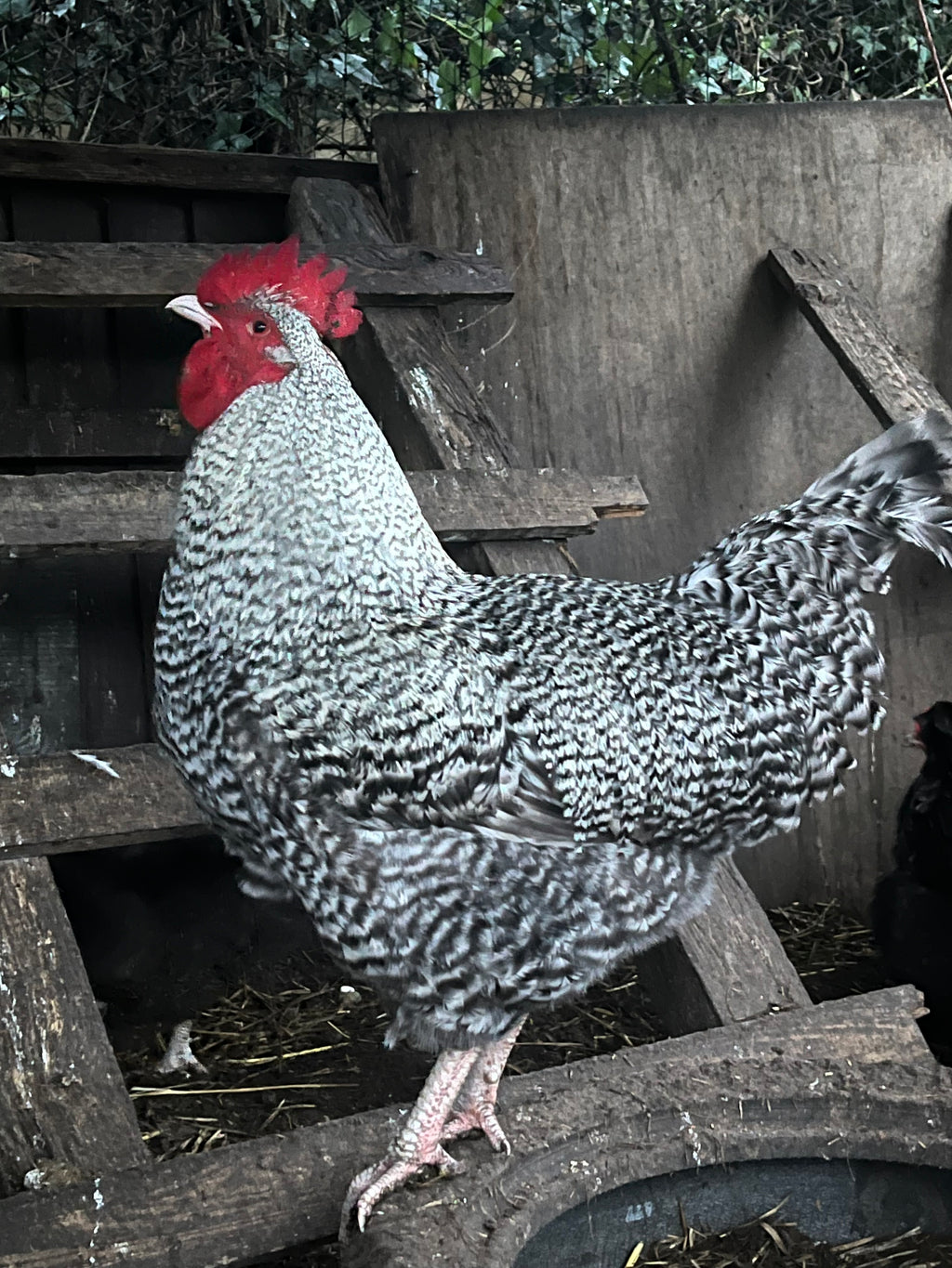 Dark Cuckoo English Marans Hatching Eggs