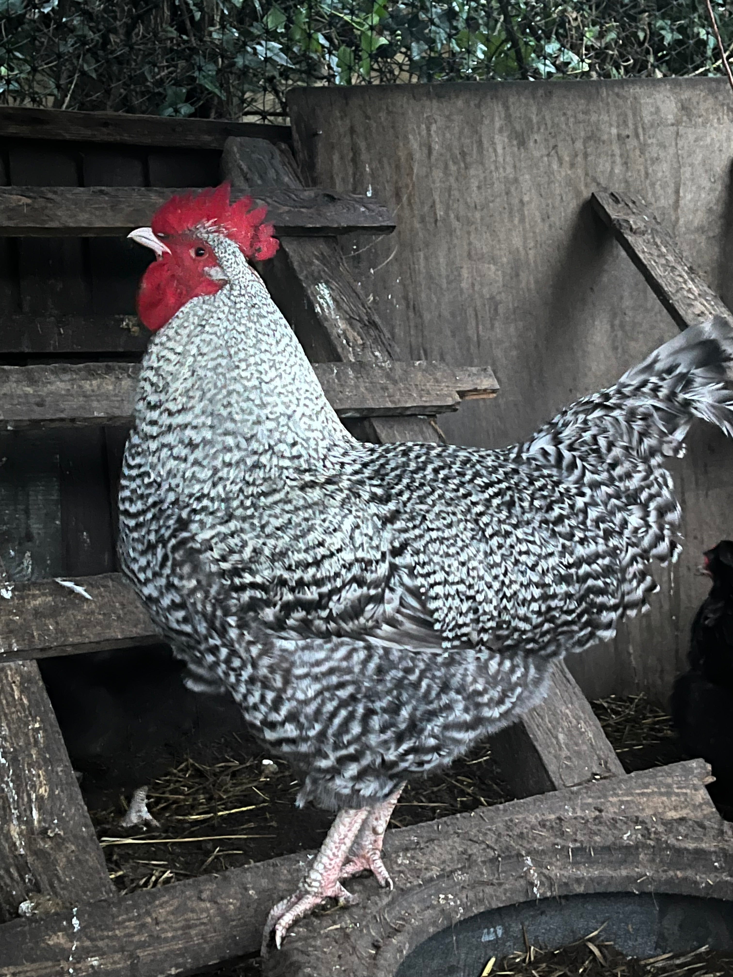Dark Cuckoo English Marans Hatching Eggs