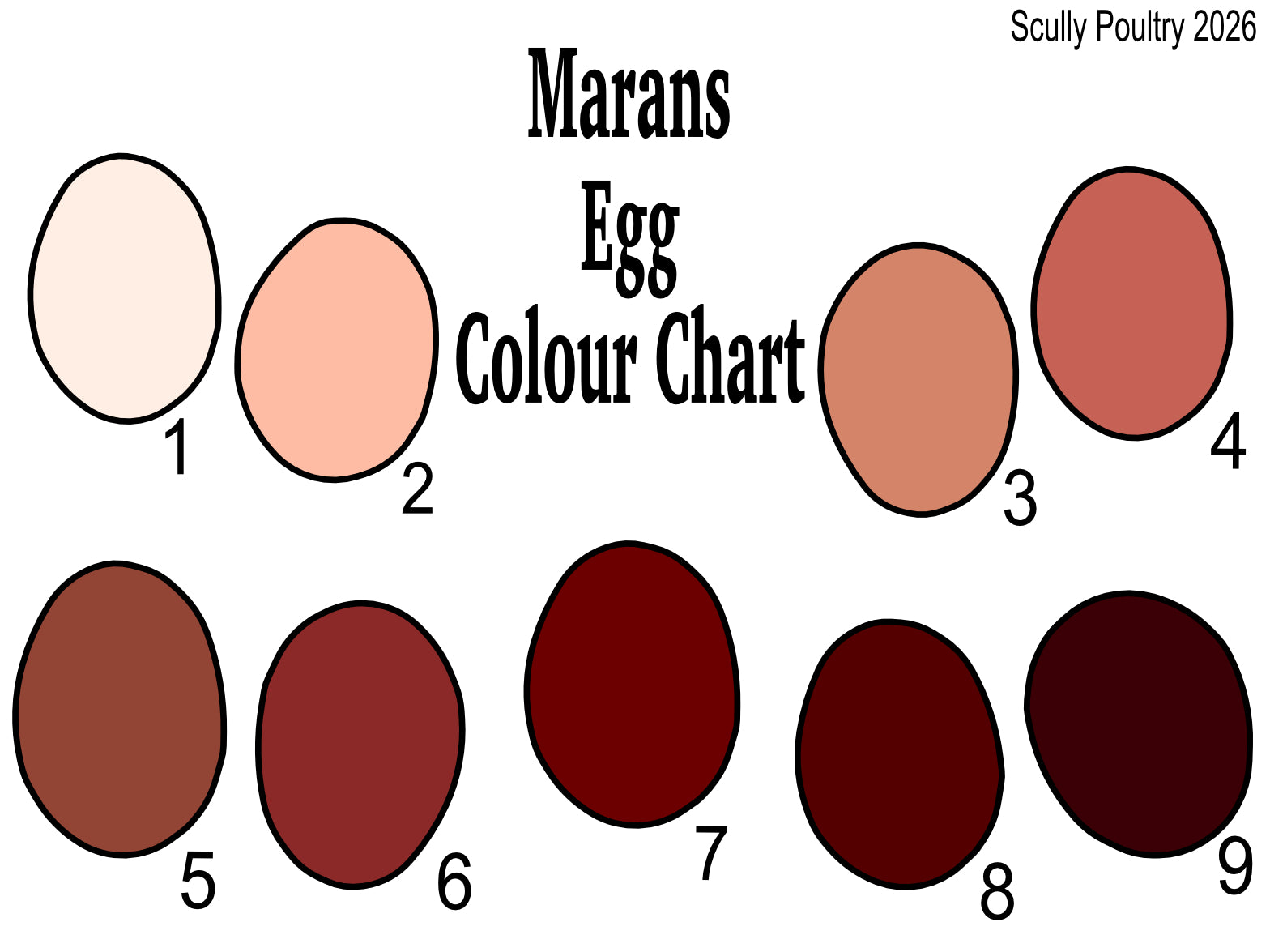 Marans Egg Colour Chart